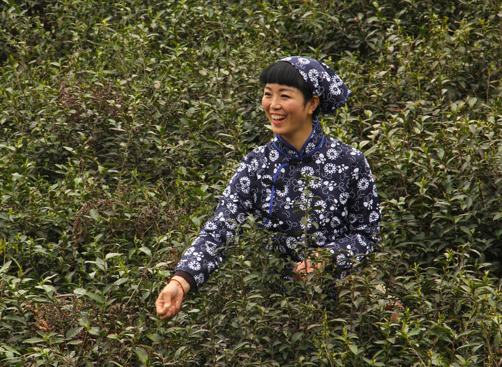牡丹在线免费观看 排行1